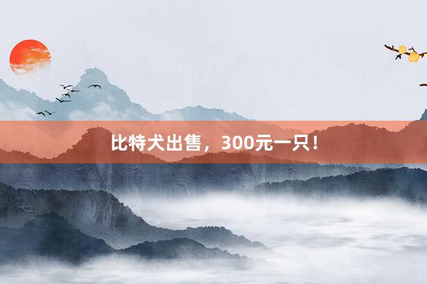 比特犬出售，300元一只！