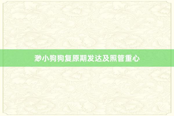渺小狗狗复原期发达及照管重心